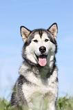 ALASKAN MALAMUTE 016